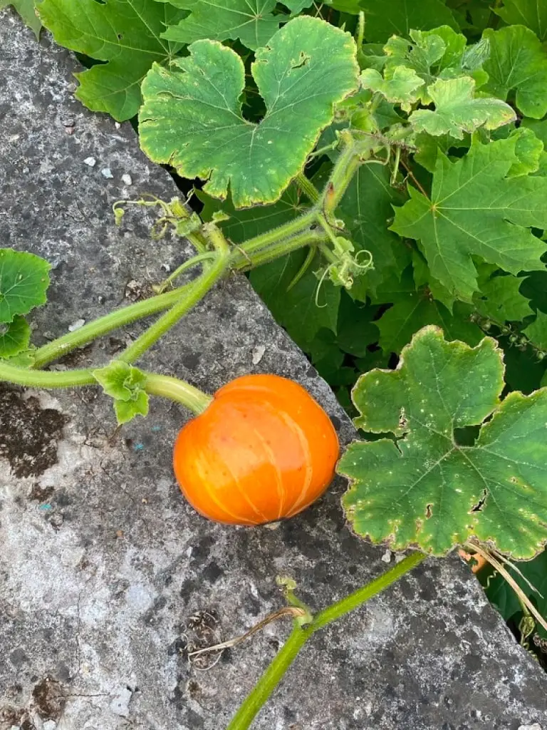 a pumpin plant with a small orange pumpkin
