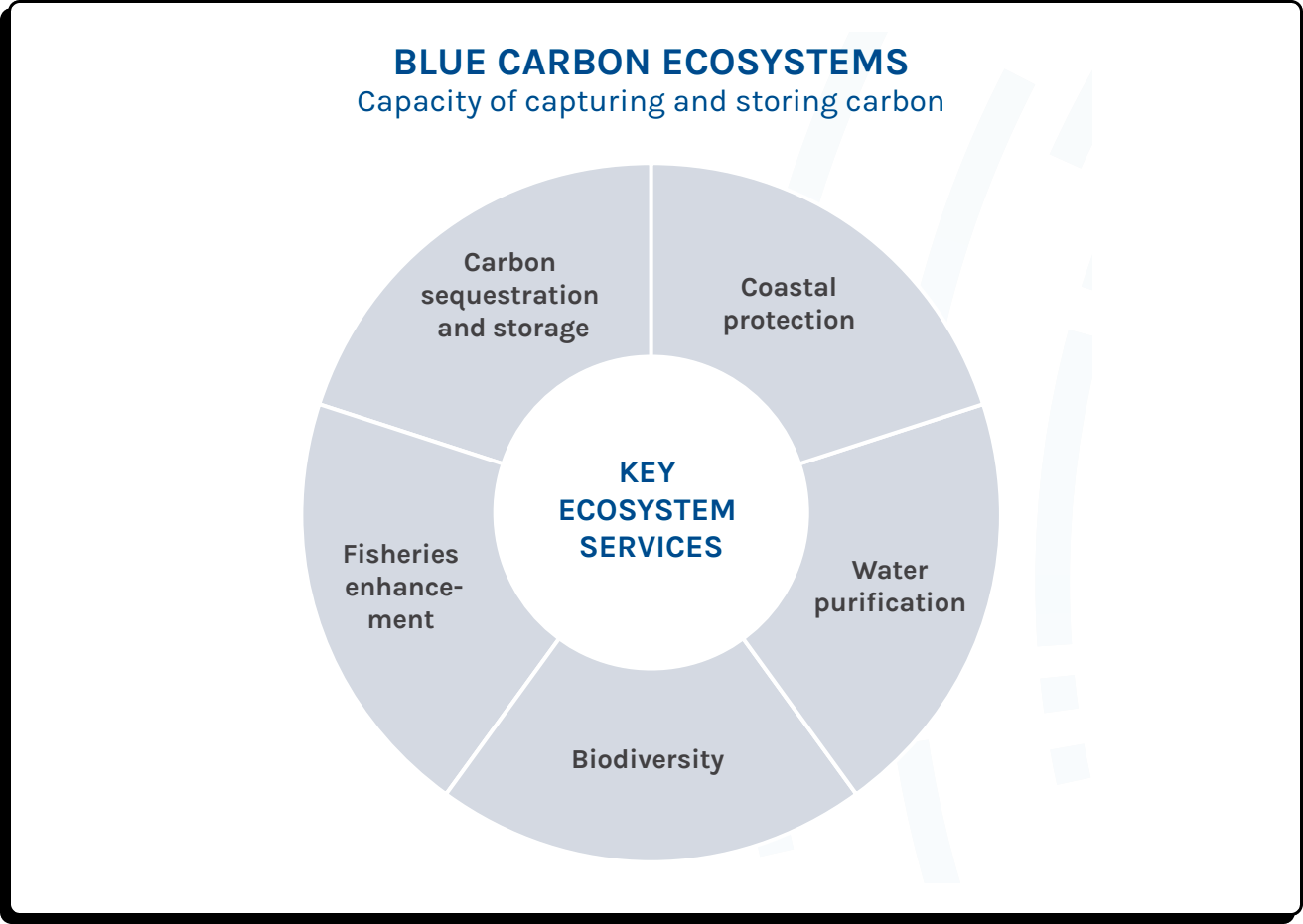 Services écosystémiques du carbone bleu