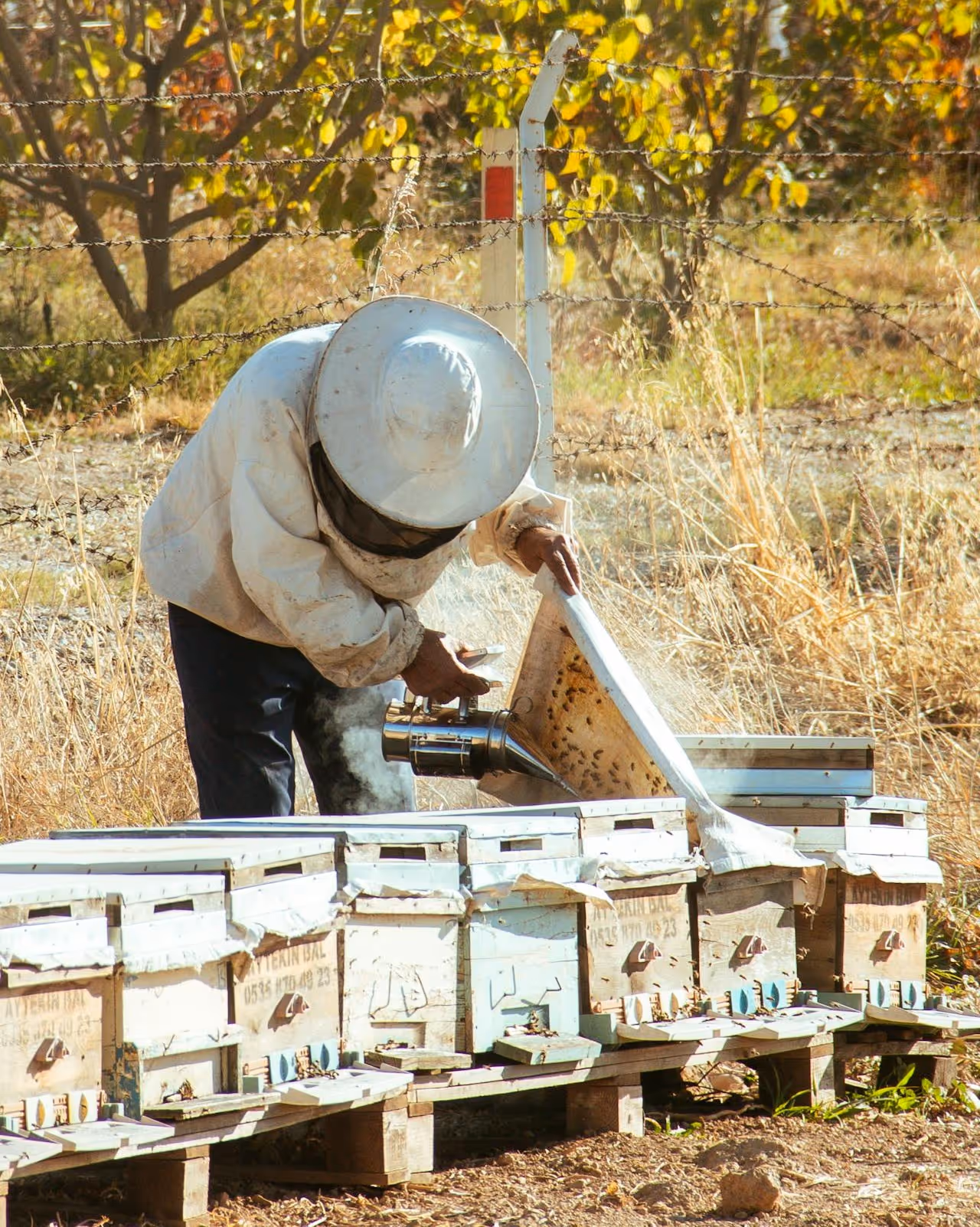 A person wearing a protective beekeeping suit inspects a row of beehives using a smoker.