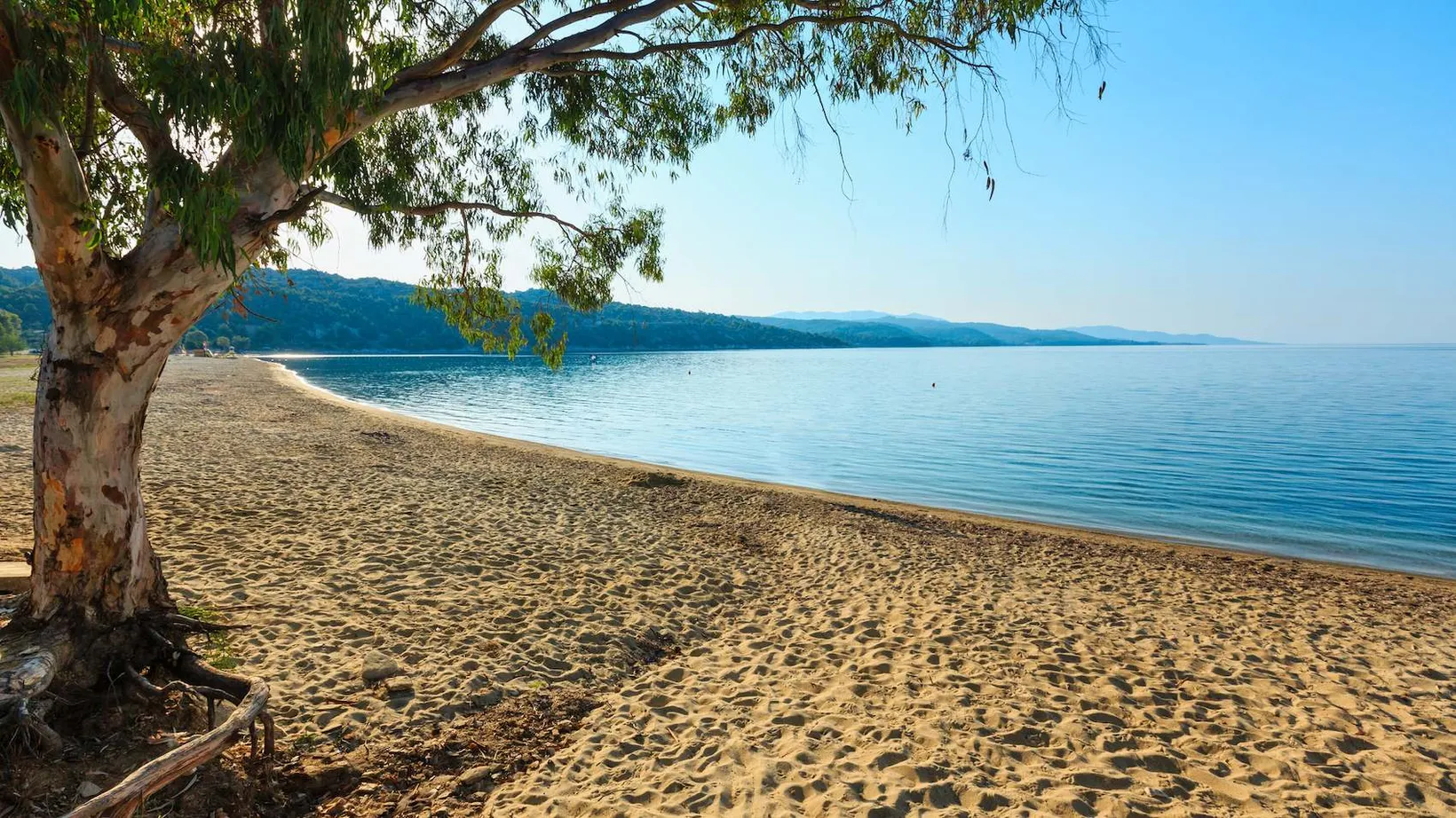 Sandy beach with a large tree in the foreground and calm blue sea under a clear sky.