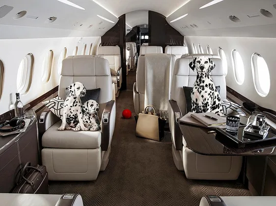 luxury private jet interior with dalmatian dogs lounging on plush seats and a red ball on the floor