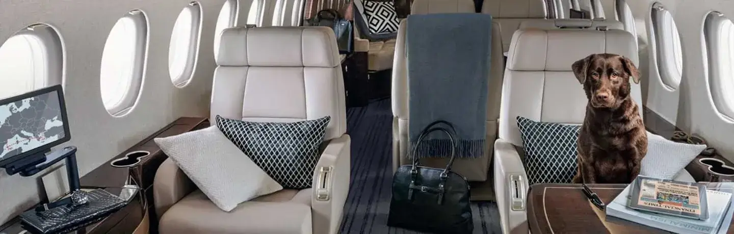 Interior of a private jet with beige leather seats, a brown dog sitting on one seat, pillows, a handbag on the floor, and a screen showing a map.