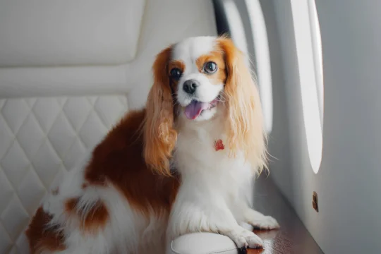 Pies rasy Cavalier King Charles Spaniel siedzący w prywatnym odrzutowcu przy oknie