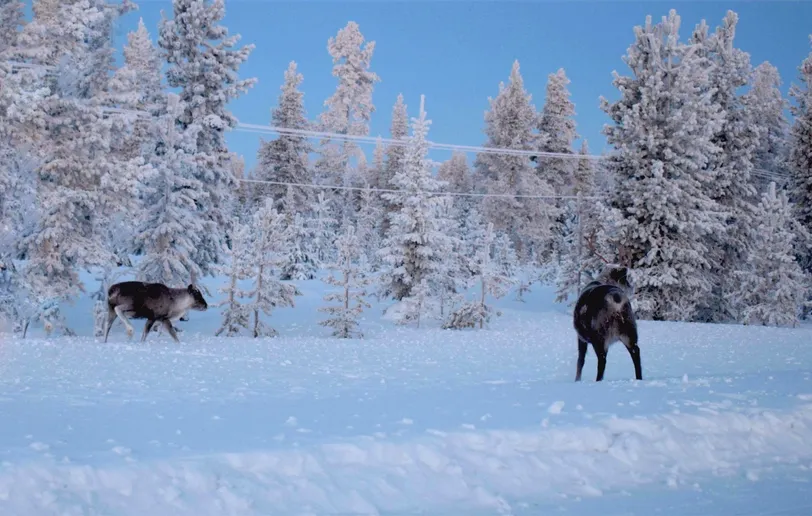 Vadon élő rénszarvasok kóborolnak a svéd lappföldi Pajala havas tájain.