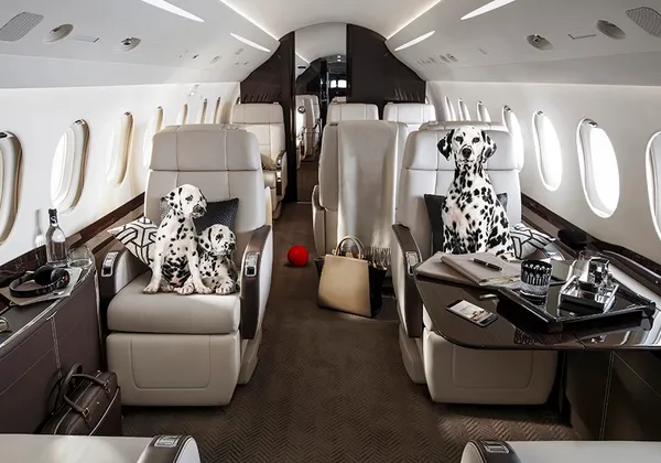 Dalmatyńczyki siedzące na pluszowych fotelach w kabinie luksusowego prywatnego odrzutowca