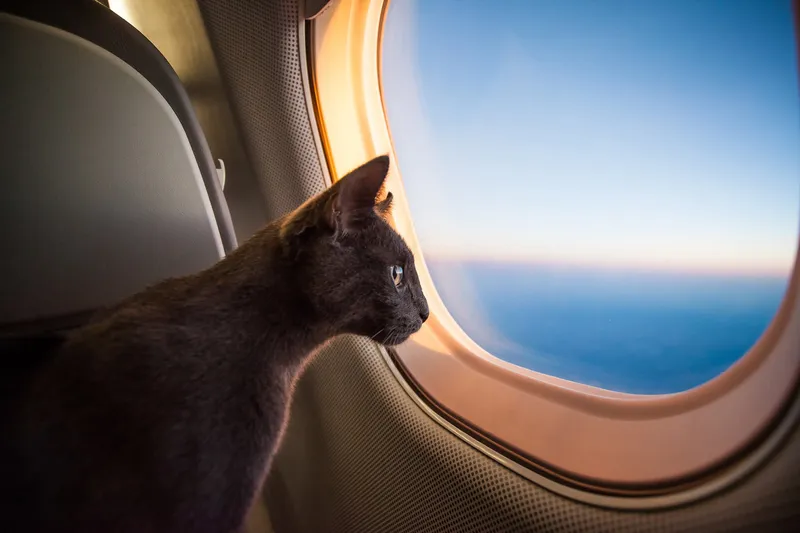 Gato sentado cómodamente en un jet privado durante el vuelo