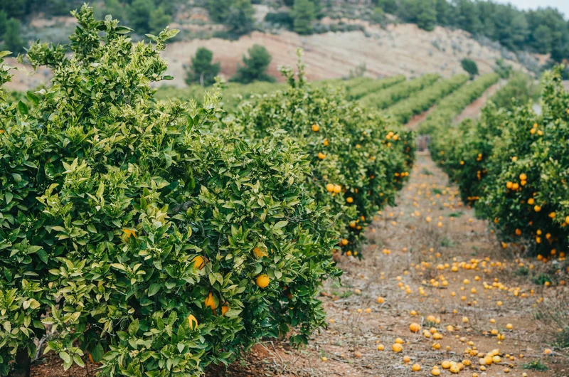 Апельсиновые поля в Валенсии