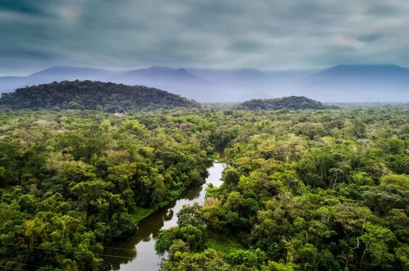 Тропические леса Амазонки