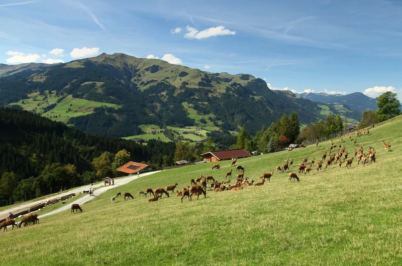 Wildpark Aurach w Kitzbühel