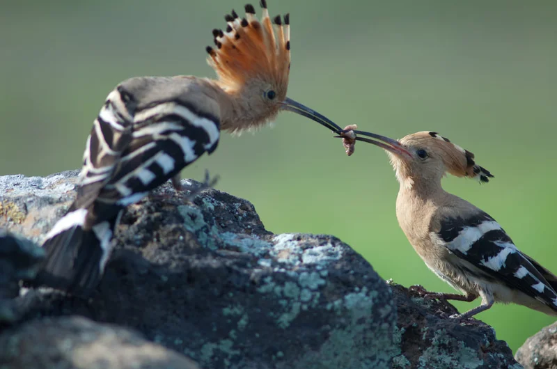 Hoopoes (Upupa epops). A hím enni ad a nősténynek. Uga. Yaiza. Lanzarote. Kanári-szigetek. Spanyolország