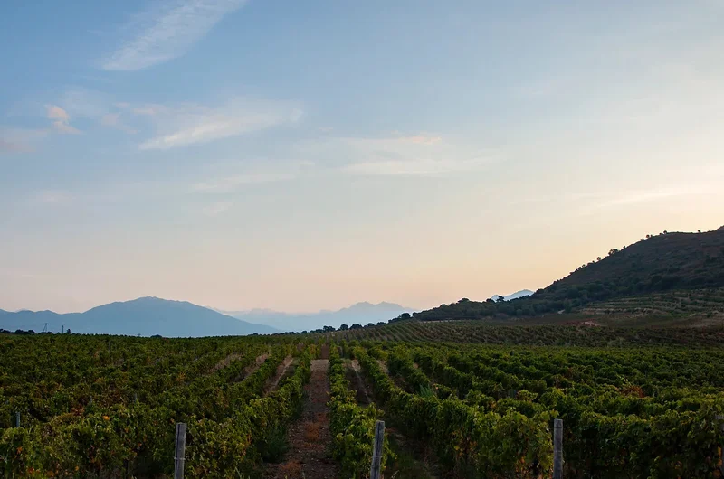 Privát borkóstoló az Ajaccio dombjain található Domaine Comte Peraldiban, korzikai borokkal