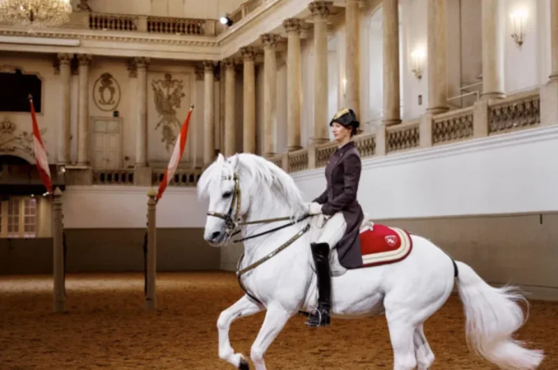 Lovas előadása egy fehér lipicai lovon a bécsi Spanyol Lovasiskola arénájában