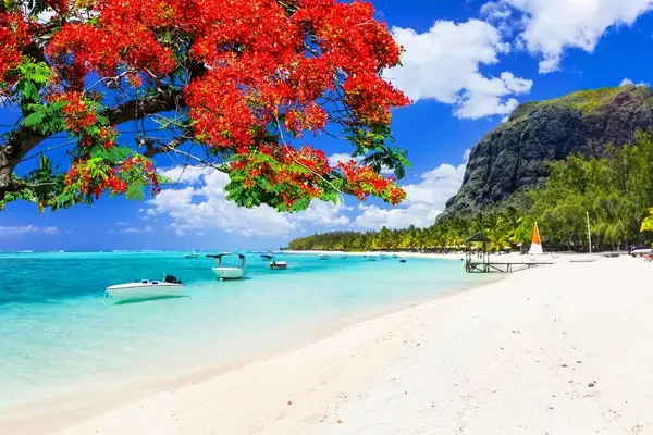 Paradiso di spiaggia tropicale a Mauritius con acque turchesi, sabbia bianca e albero fiorito rosso vibrante in alto