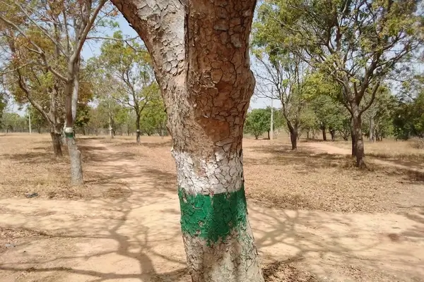 Alberi con tronchi dipinti con i colori della bandiera nigeriana