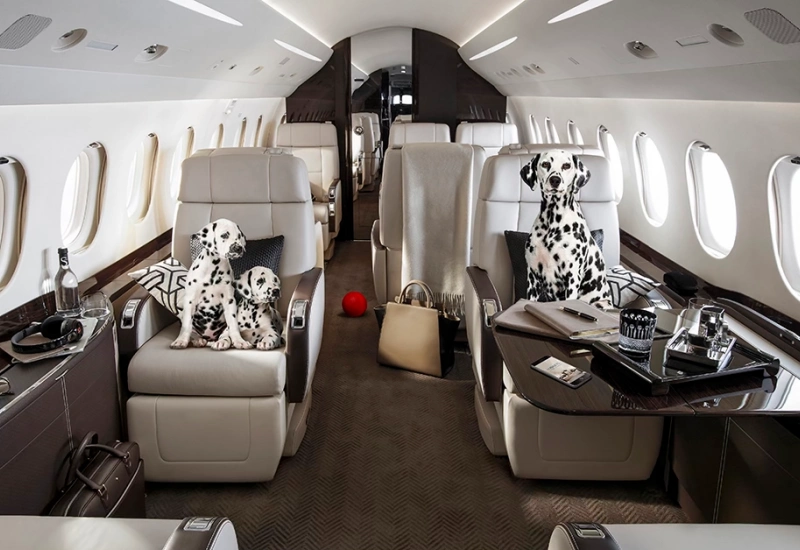 Dalmatiner sitzen auf Sitzen in der Kabine eines Privatjets