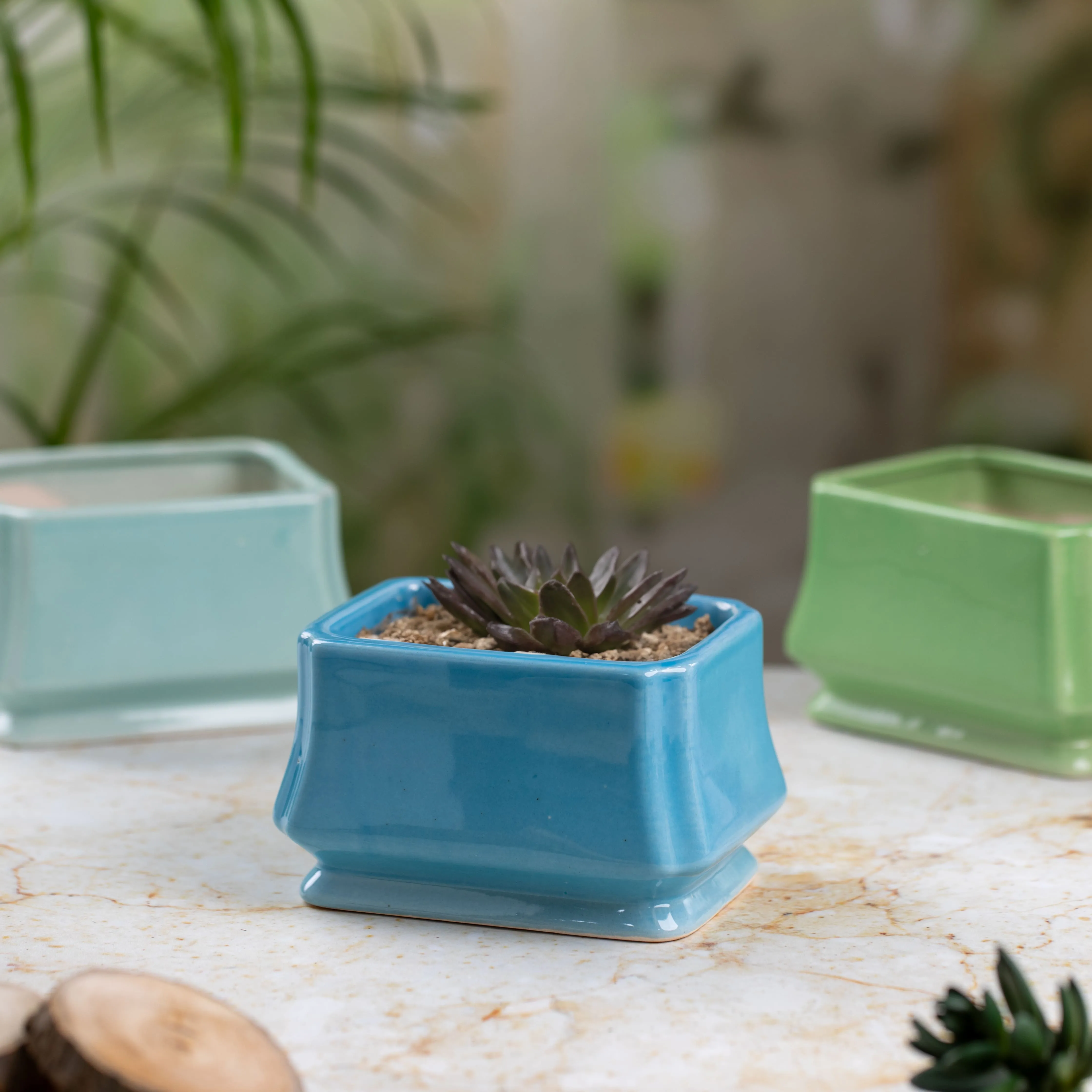 A small purple succulent plant in a blue square ceramic pot on a marble surface with two empty ceramic pots in green and light blue in the background.