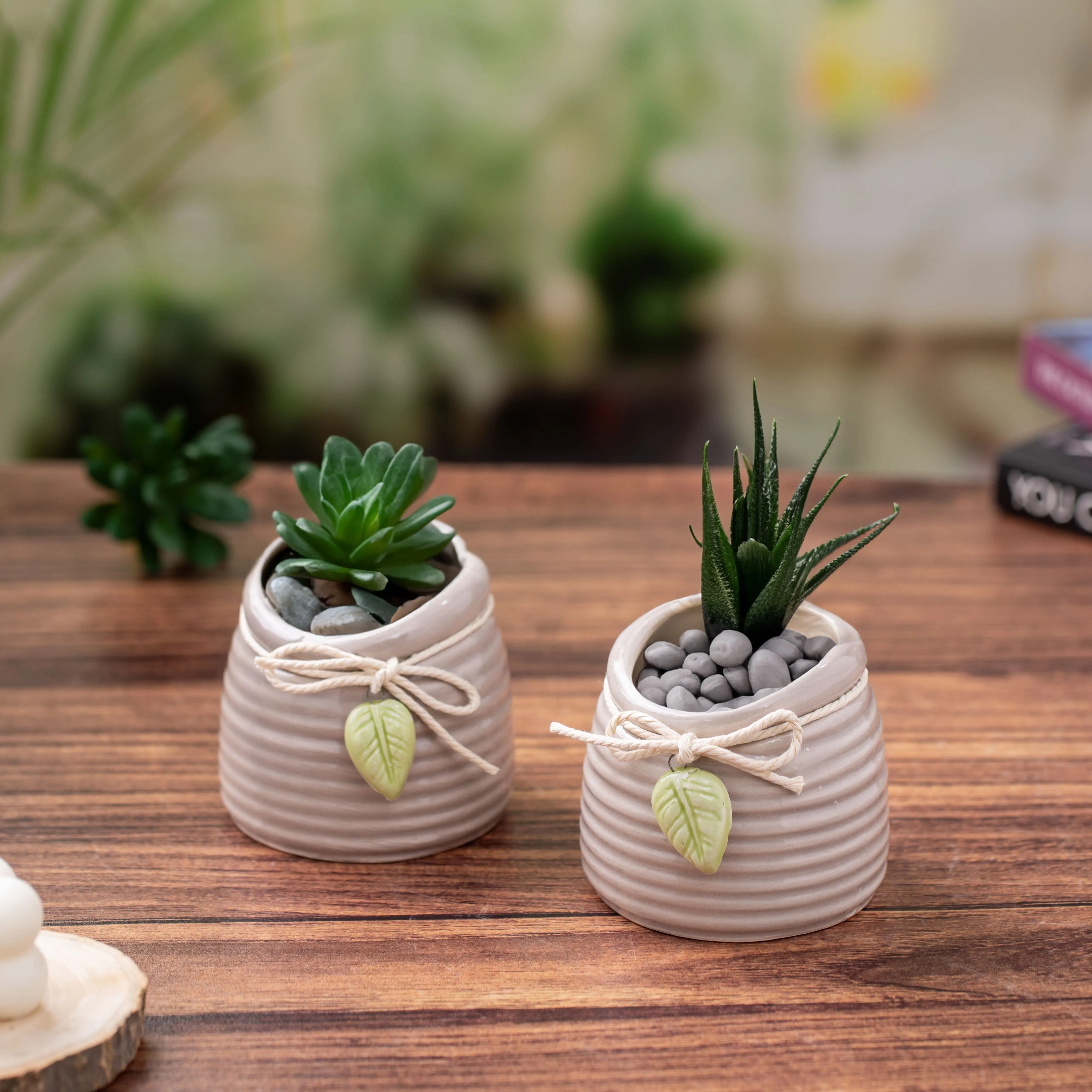 Two small ceramic pots with green succulent plants and decorative stones on a wooden surface.