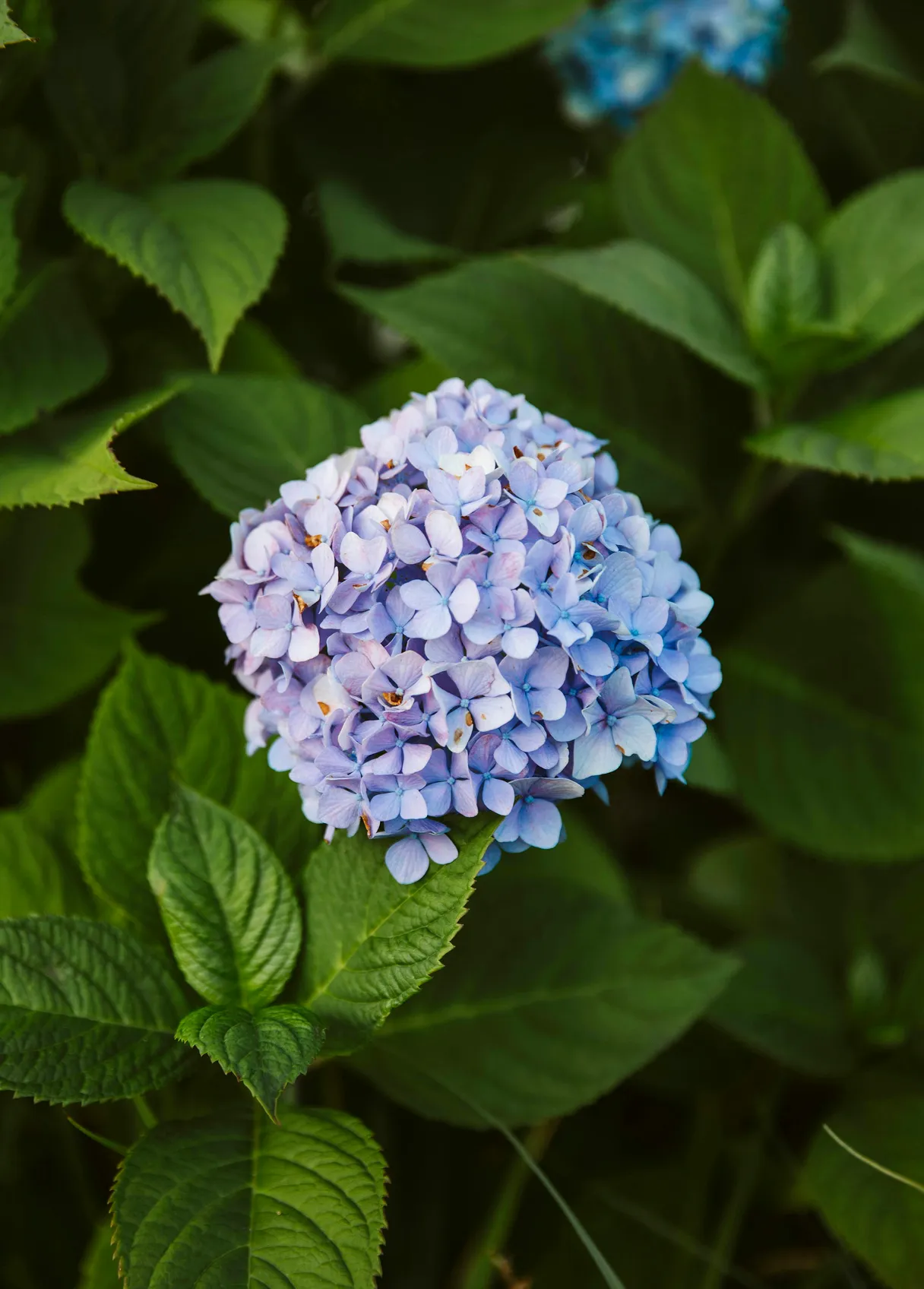 Eric and Christopher garden tour spring planting