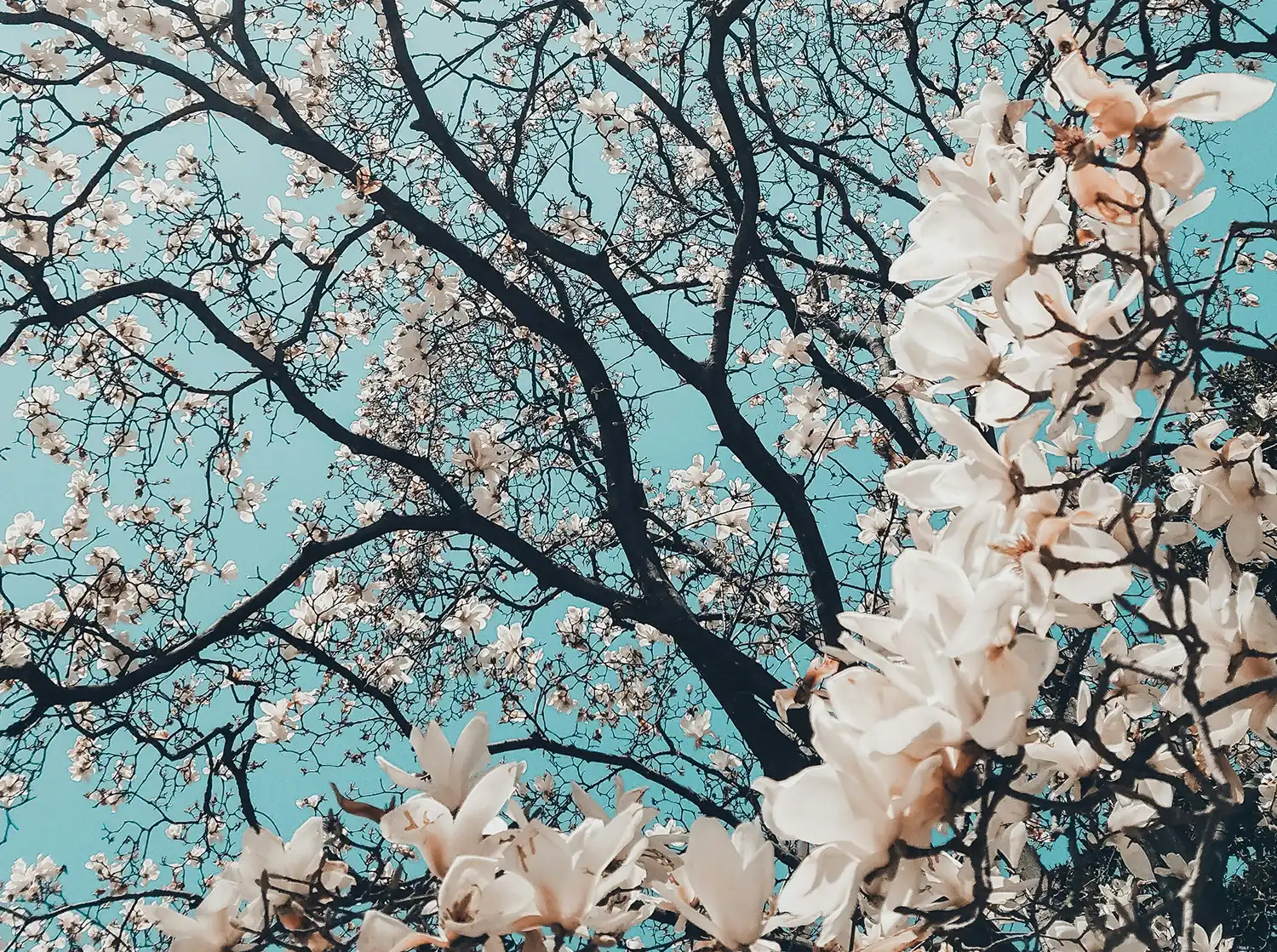 The Middle Management Crisis: Fear, Decision-Making & Leadership