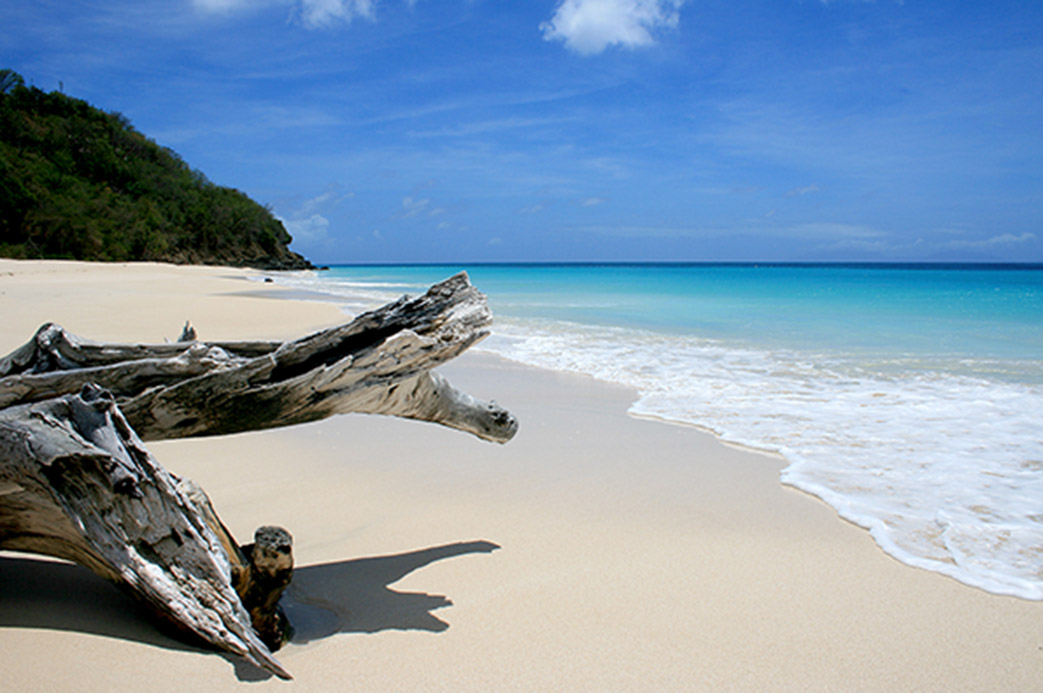 Plage déserte de sable blanc à Antigua avec bois flotté et eau turquoise des Caraïbes
