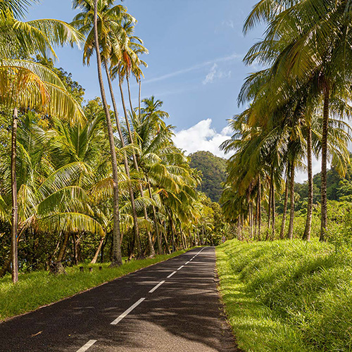 A road lined with palm trees, creating a tropical and sunny atmosphere.