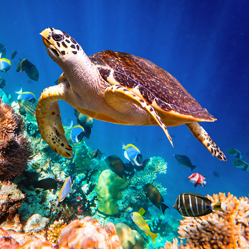 Une tortue nageant au-dessus d'un récif corallien coloré.