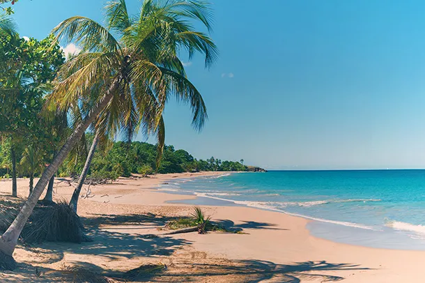 Plage paradisiaque de Guadeloupe avec cocotiers, sable fin et mer turquoise