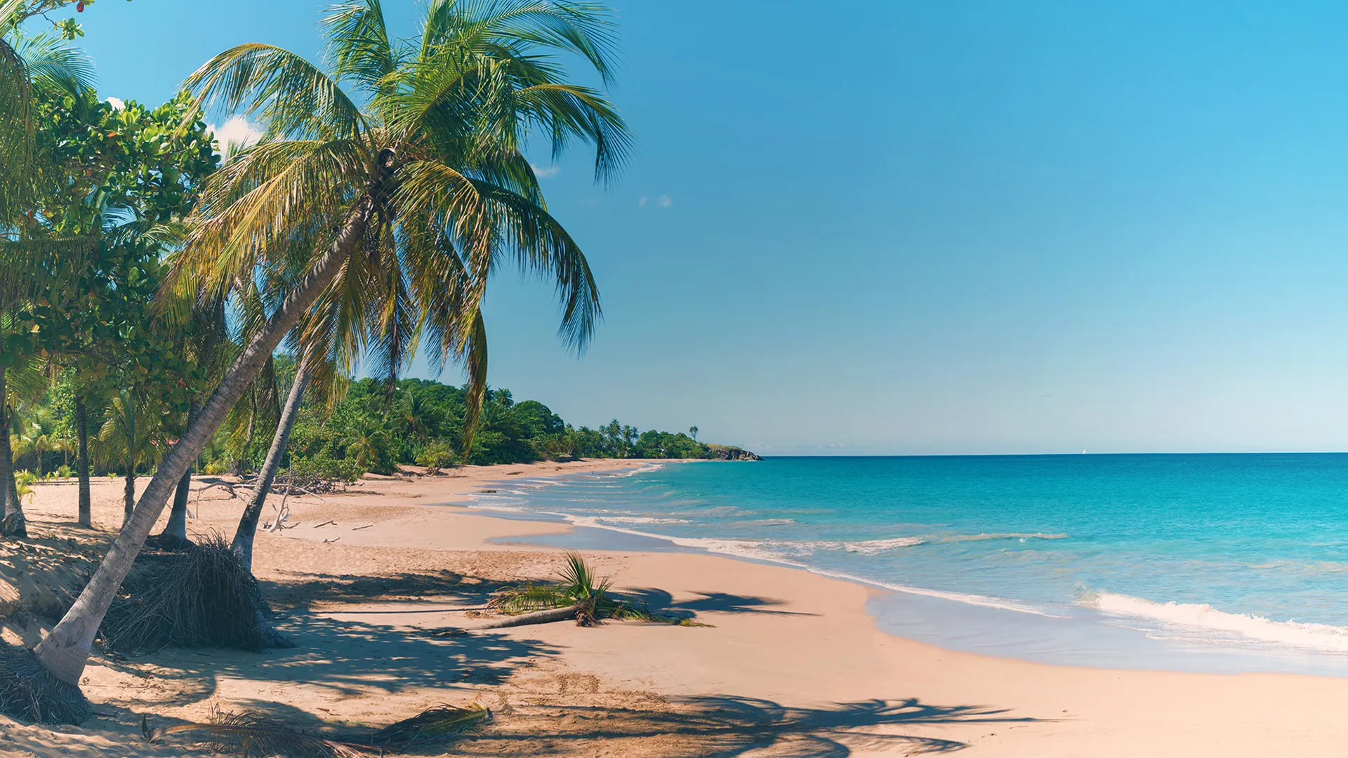 Plage paradisiaque de Guadeloupe avec cocotiers, sable fin et mer turquoise