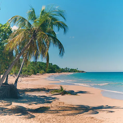Plage paradisiaque de Guadeloupe avec cocotiers, sable fin et mer turquoise