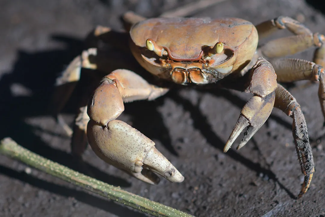 Crabe terrestre en Guadeloupe, symbole de la tradition culinaire de Pâques