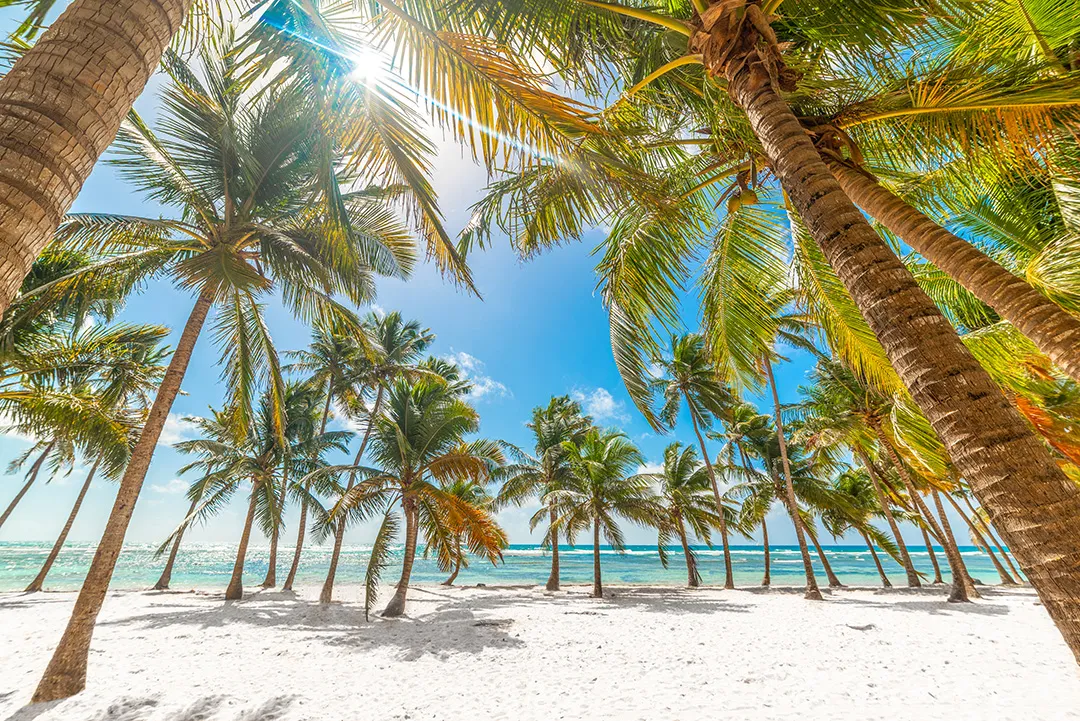 Plage de Guadeloupe bordée de cocotiers avec sable blanc et mer turquoise