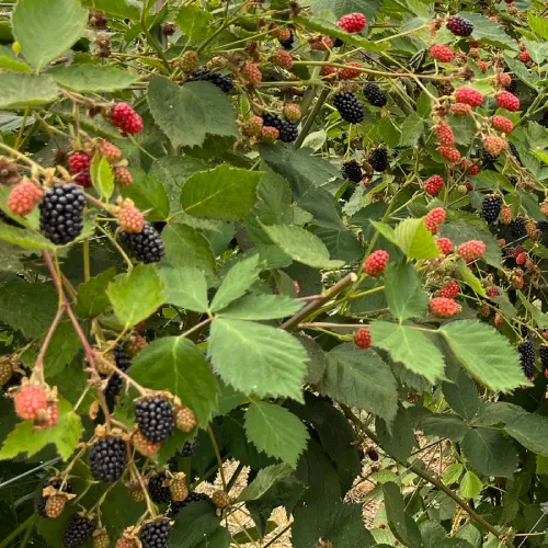 A.J & C.I Snell - Square image 2