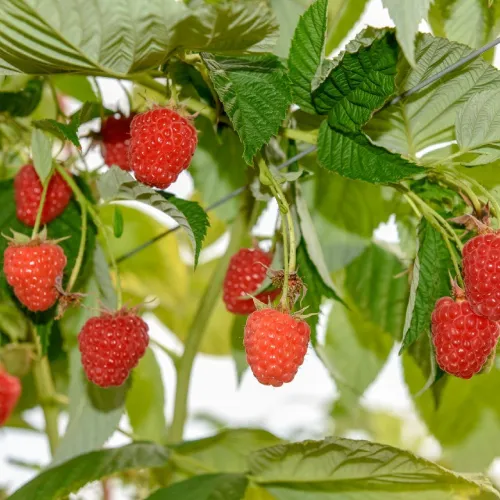 A.J & C.I Snell - Square image 4