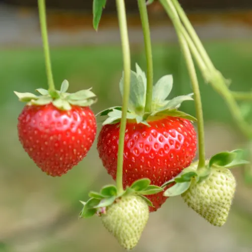 A.J & C.I Snell - Square image 6