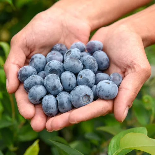 A.J & C.I Snell - Square image 2