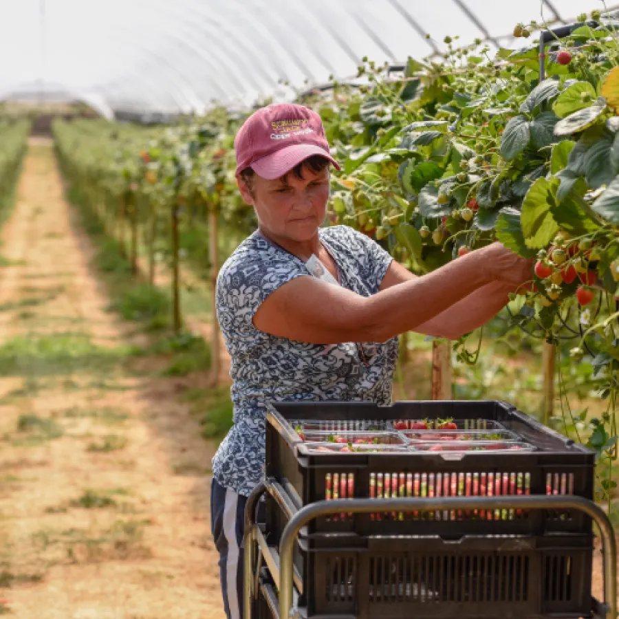 A.J & C.I Snell - square image 3