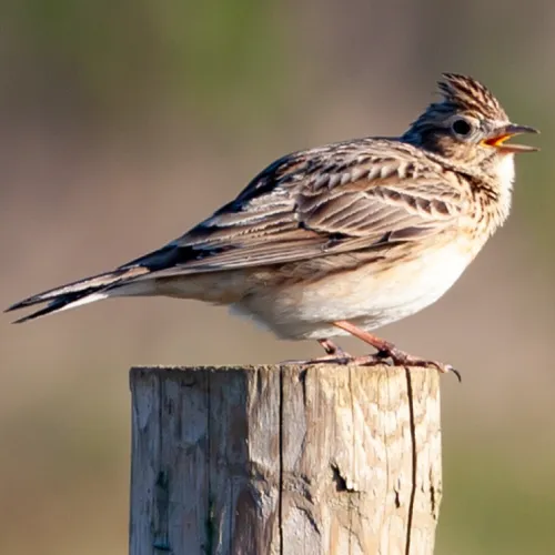 A.J & C.I Snell - Square image 5