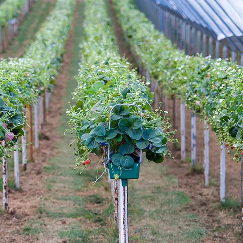 A.J & C.I Snell - square image 2