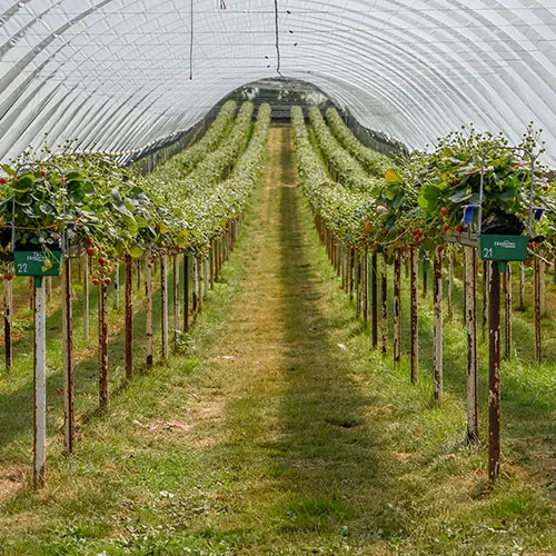 A.J & C.I Snell - Square image 5