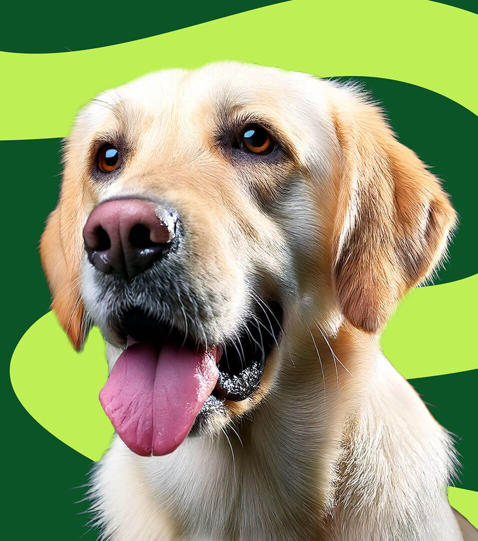 A dog on green background.