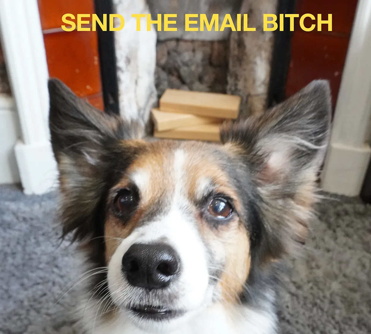 Alf Email Image