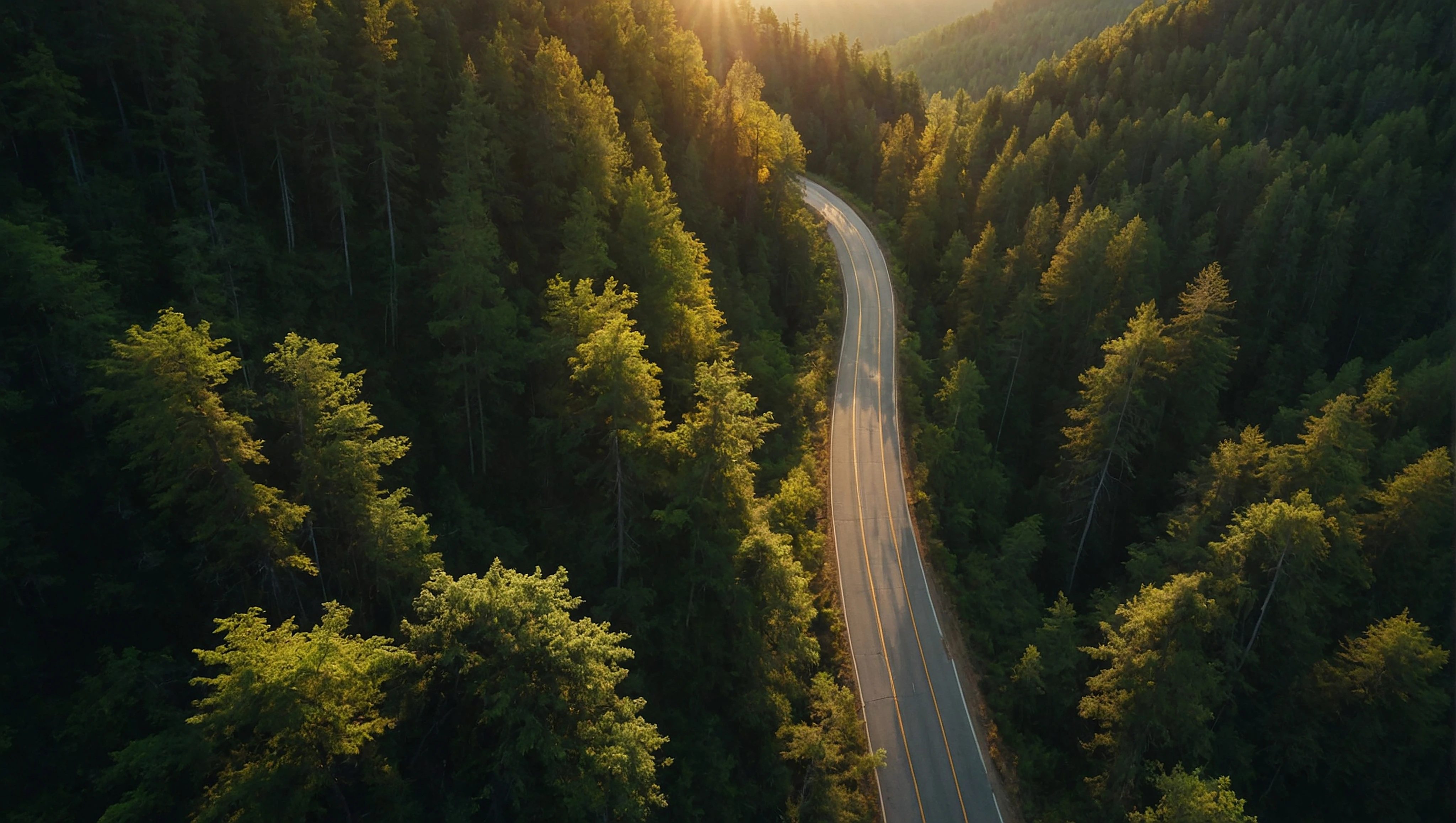 forest