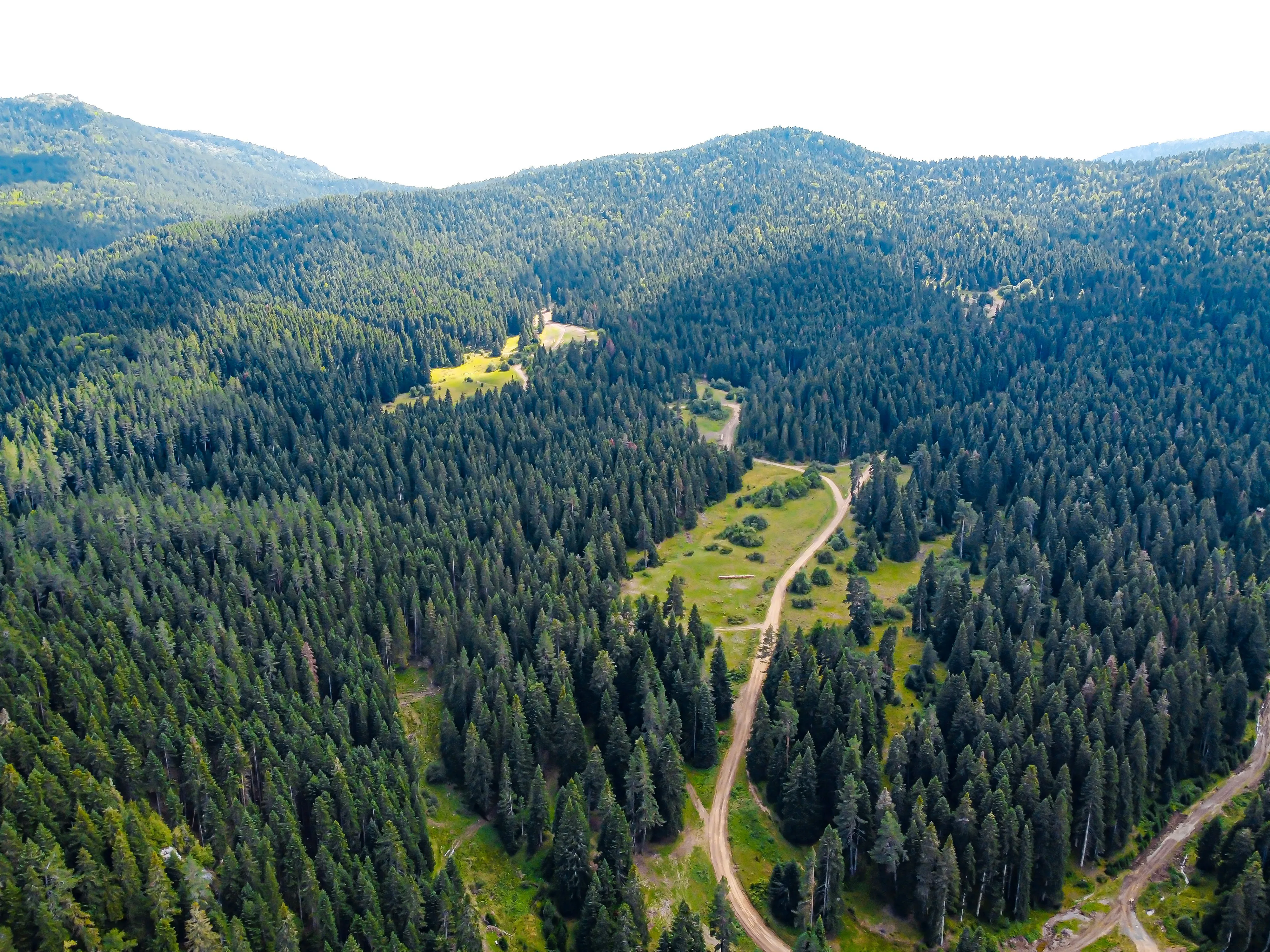 Aerial view of a dense evergreen forest with winding dirt roads and scattered clearings on rolling hills.