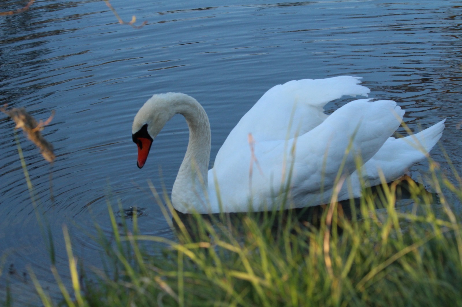 Cygne tuberculé qui fait le beau