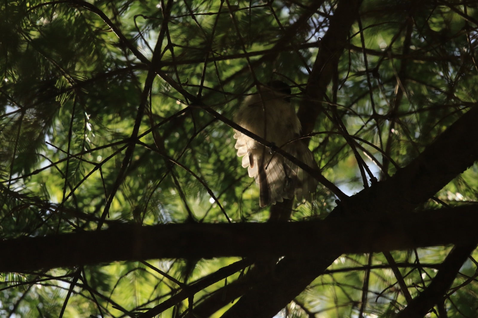 Mésange nonette qui s'étire