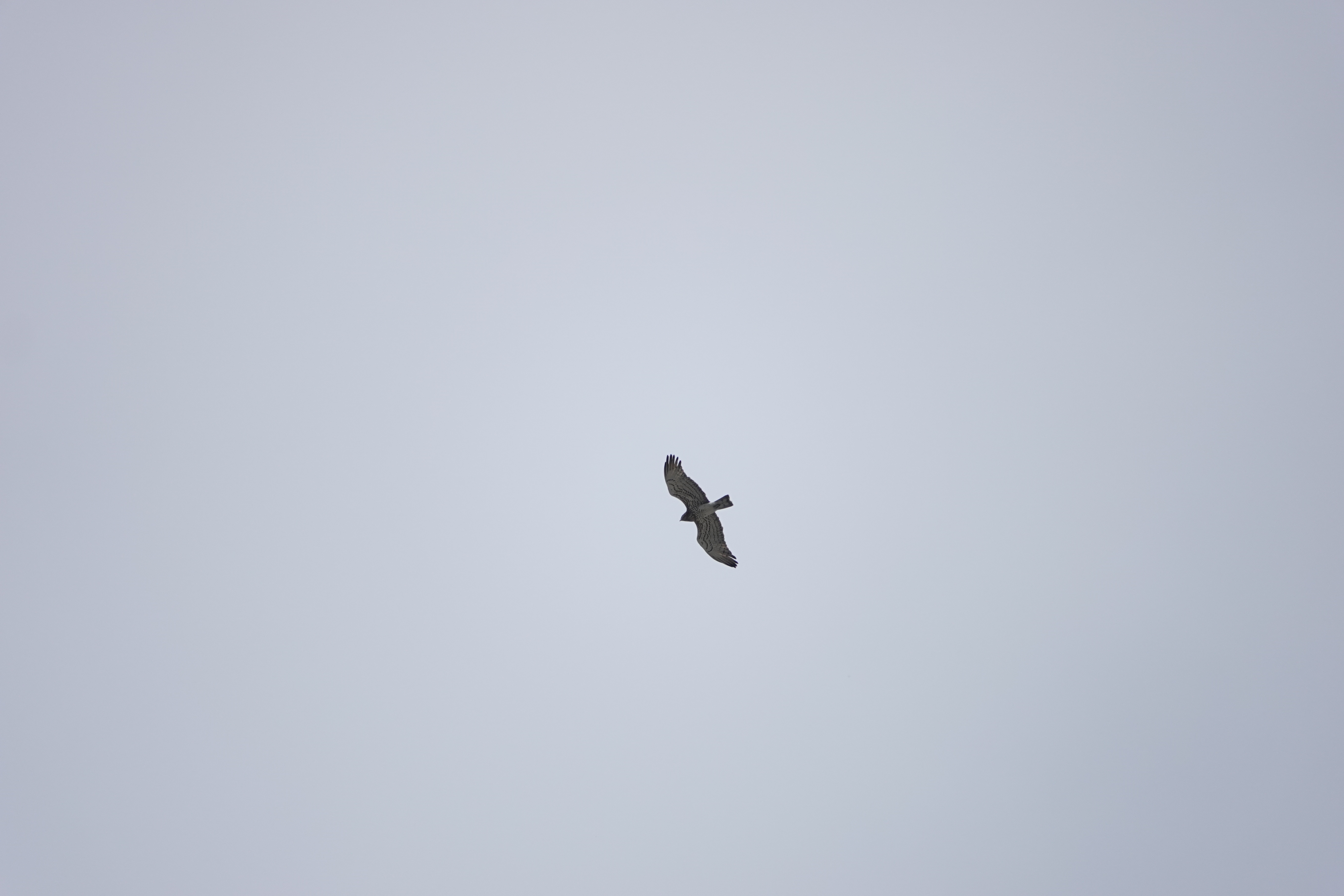 Circaète Jean-le-Blanc