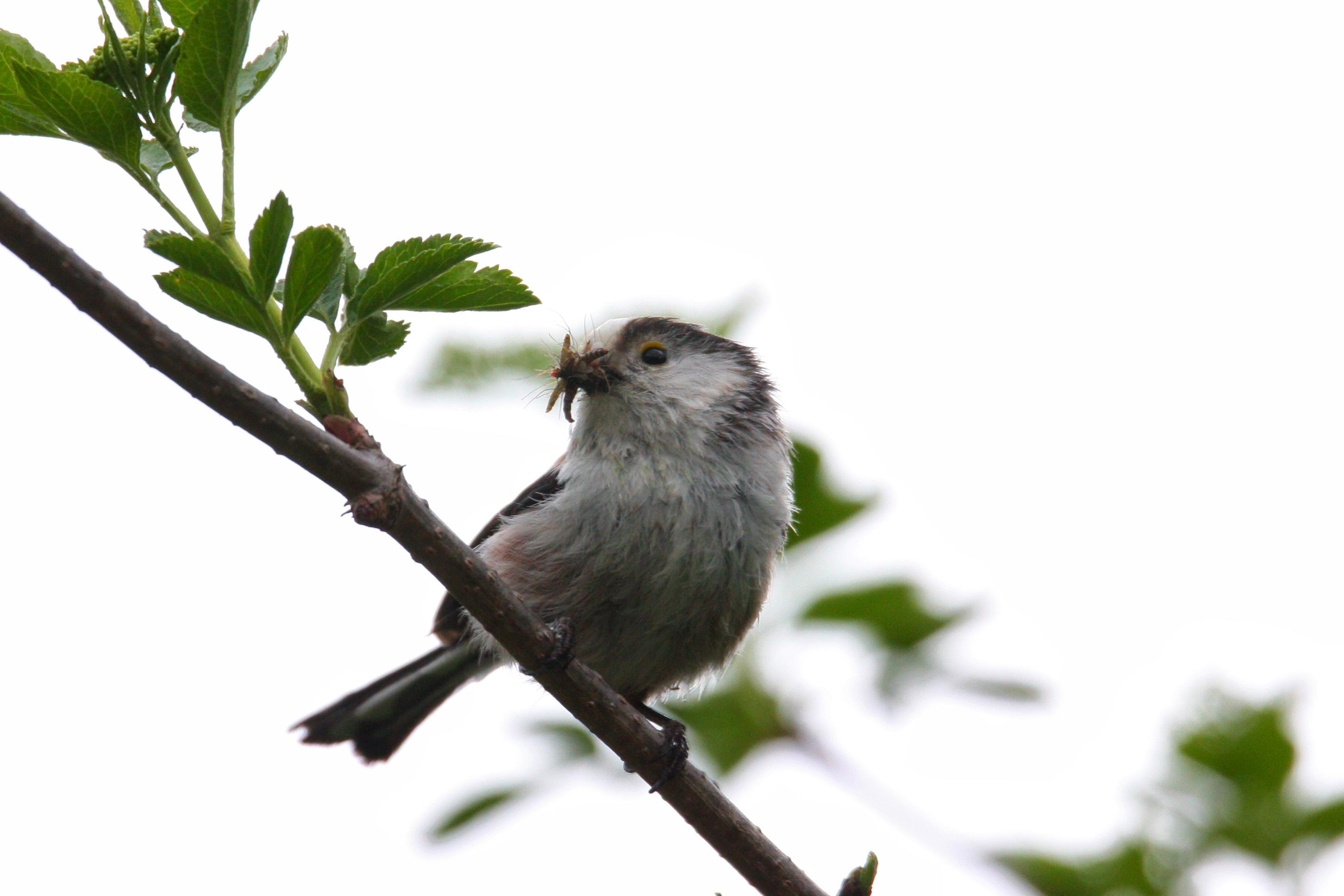Mésange à longue queue