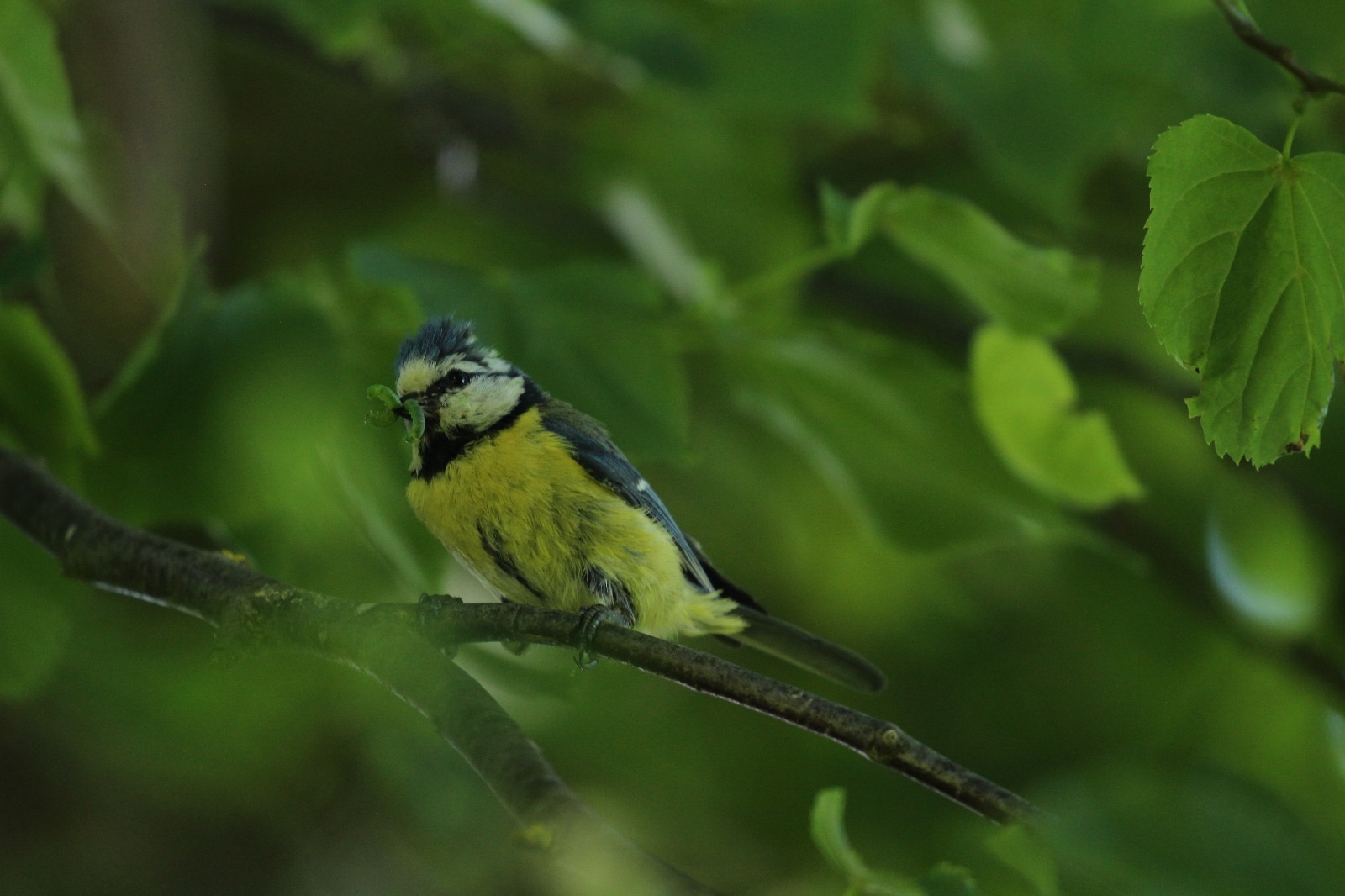 Mésange bleue et chenille verte