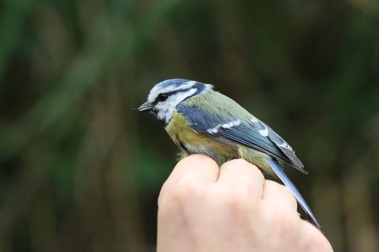 Véritable terreur des bagueurs, la redoutable Mésange bleue toujours prête à en découdre...