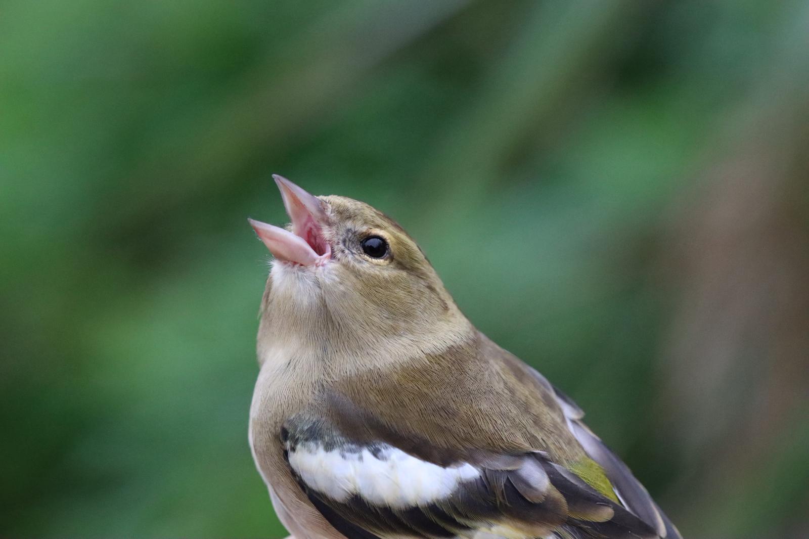 Portrait du seul Pinson des arbres de la journée !